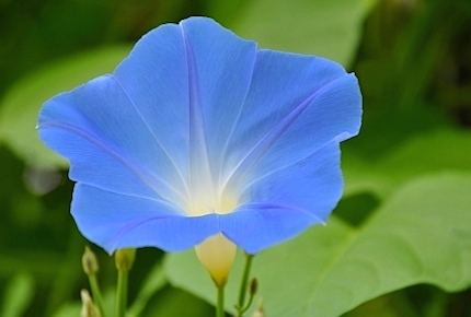 Craniosacral Bern Foto blaue Blume