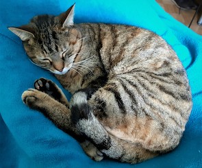 Craniosacral Bern Foto Praxis 5